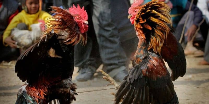 Đá gà Thomo là một hình thức đá gà nổi tiếng